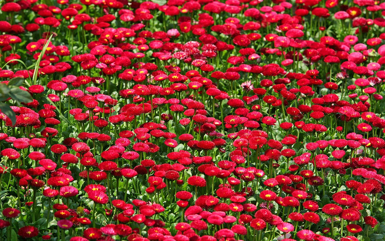 Daisies flowers close-up HD wallpapers #12 - 1280x800