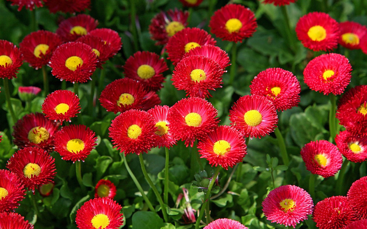 Daisies flowers close-up HD wallpapers #13 - 1280x800