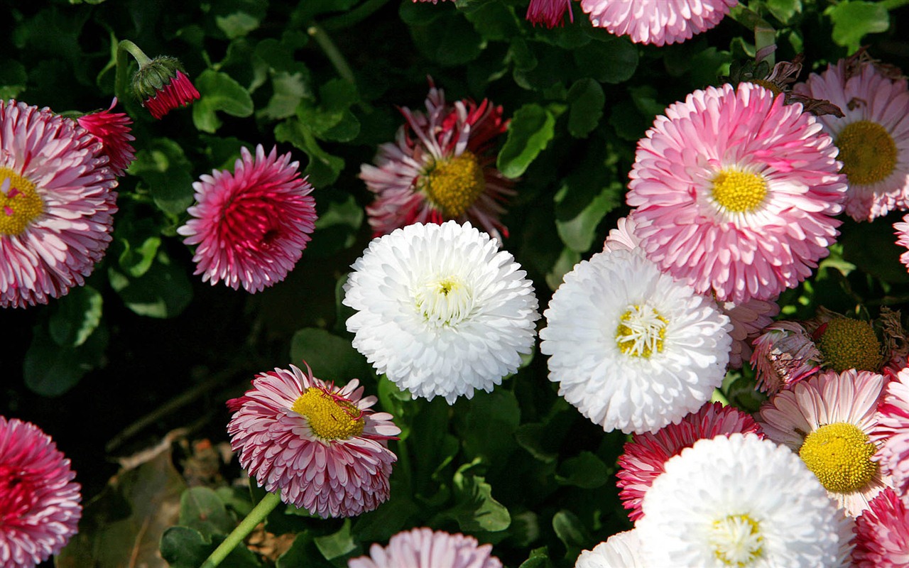 Margaritas Flores close-up fondos de pantalla de alta definición #14 - 1280x800