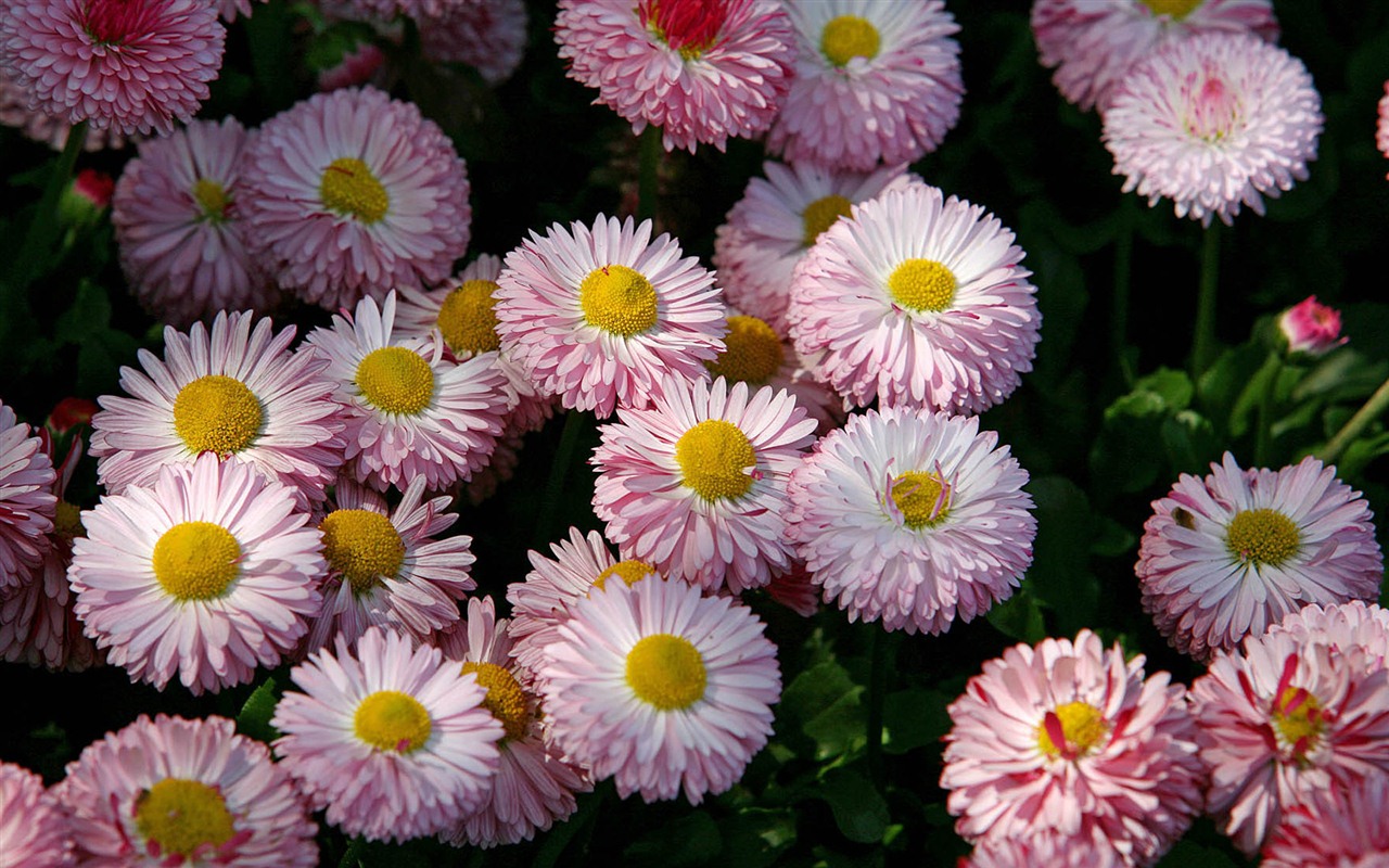 Daisies flowers close-up HD wallpapers #15 - 1280x800