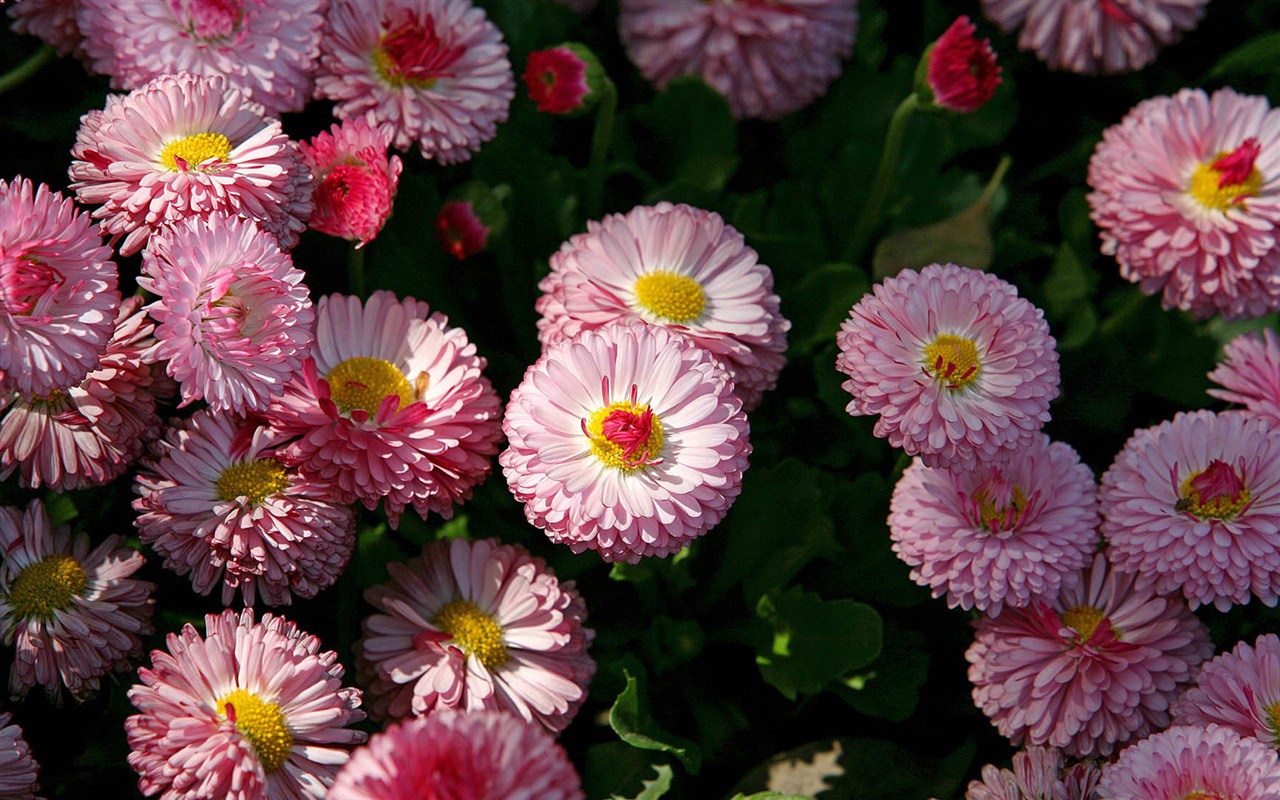 Daisies flowers close-up HD wallpapers #16 - 1280x800