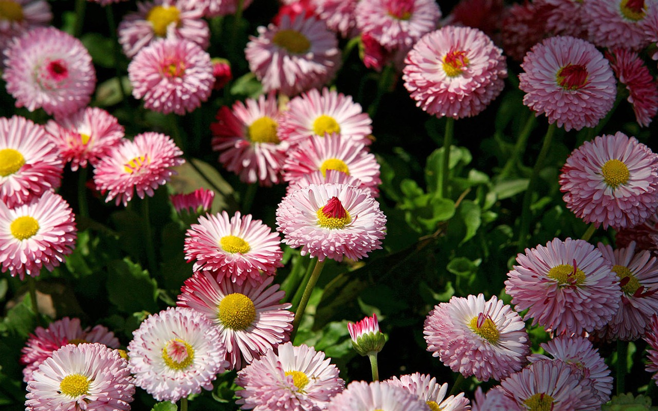 Daisies flowers close-up HD wallpapers #17 - 1280x800