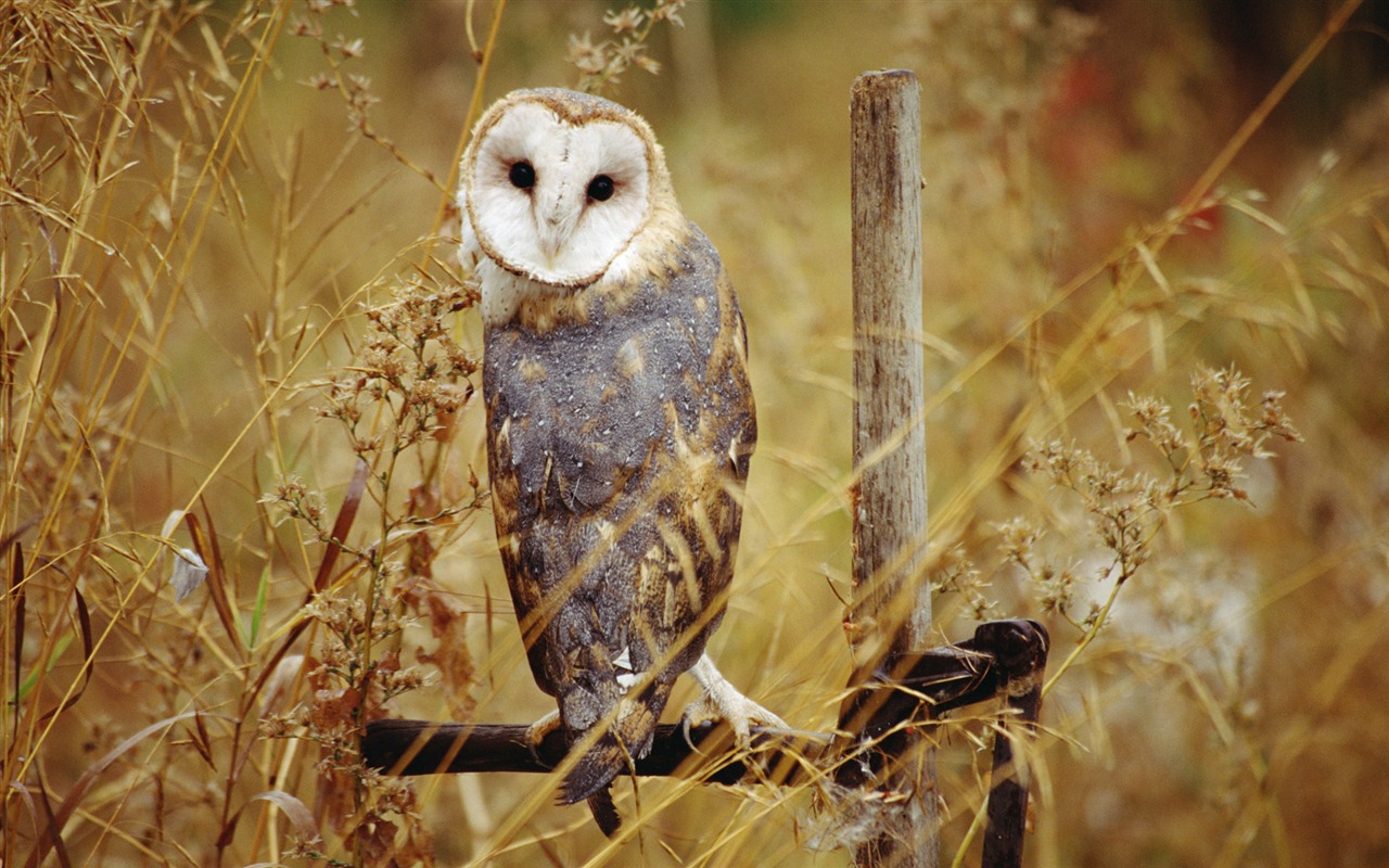 Windows 7 Wallpapers: Oiseaux prédateurs #4 - 1280x800