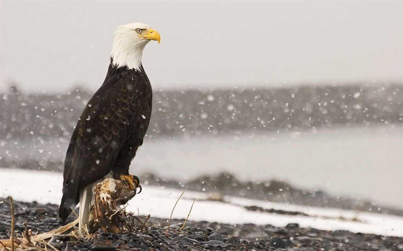 Windows 7 Wallpapers: Oiseaux prédateurs #6 - 1280x800