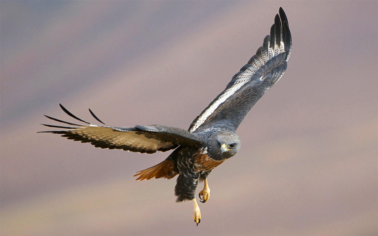Windows 7 Wallpapers: aves rapaces #16 - 1280x800