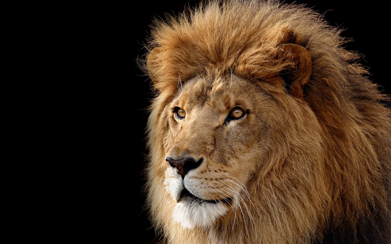 Mac OS X the Lion Apple systems official HD wallpapers #14 - 1280x800