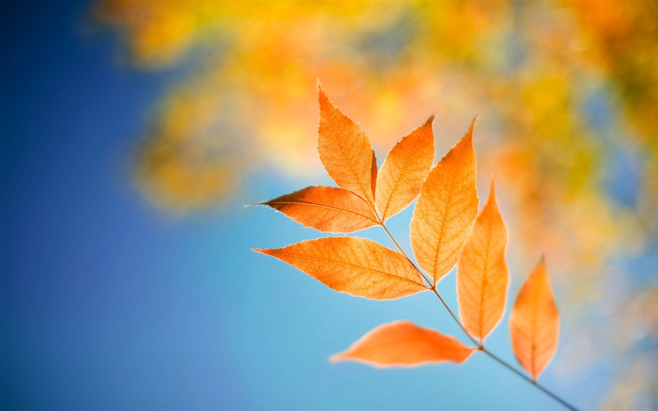 Windows 8 RP版 官方高清壁紙 #1 - 1280x800