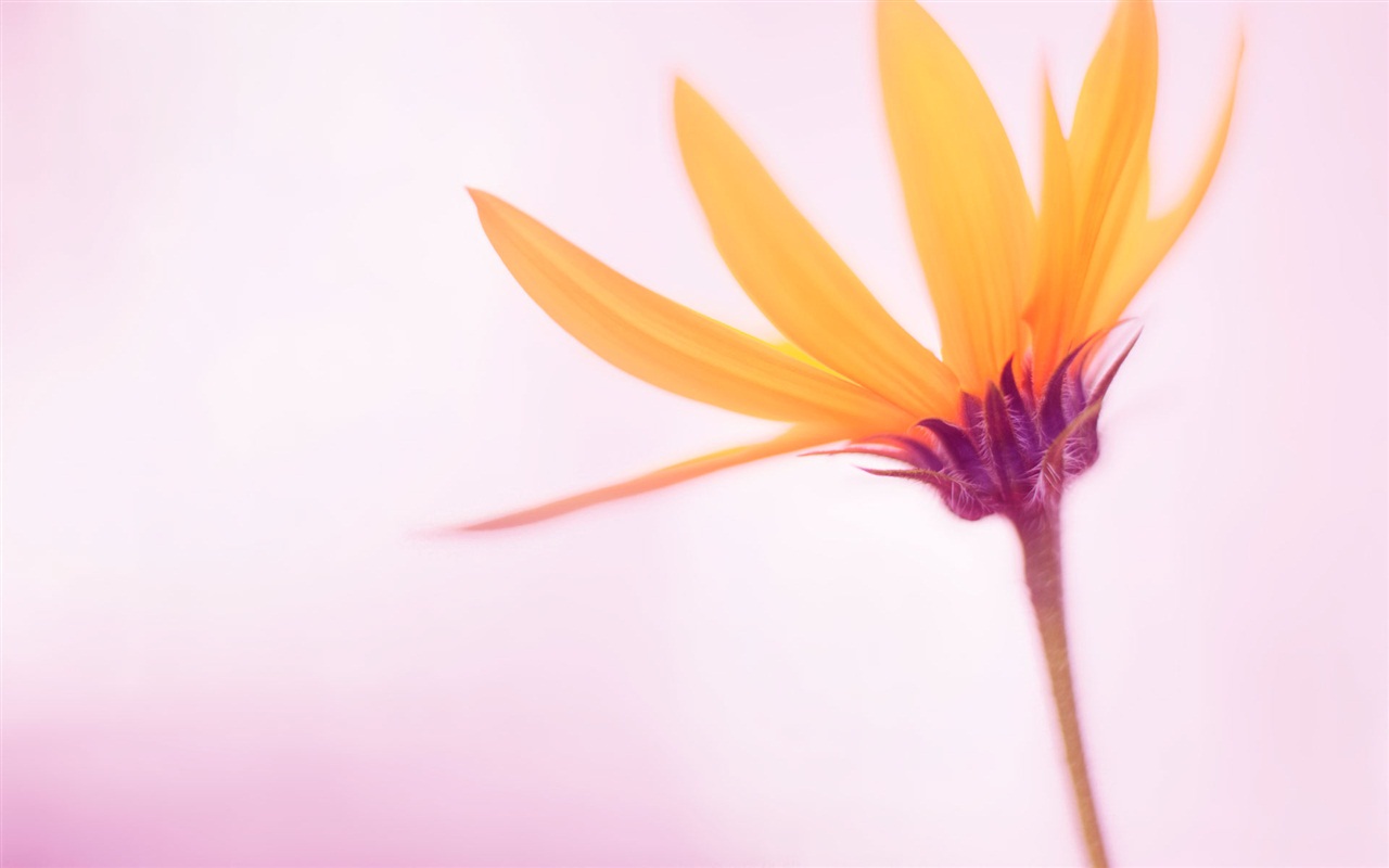 Windows 8 RTM版 官方高清壁紙 #10 - 1280x800