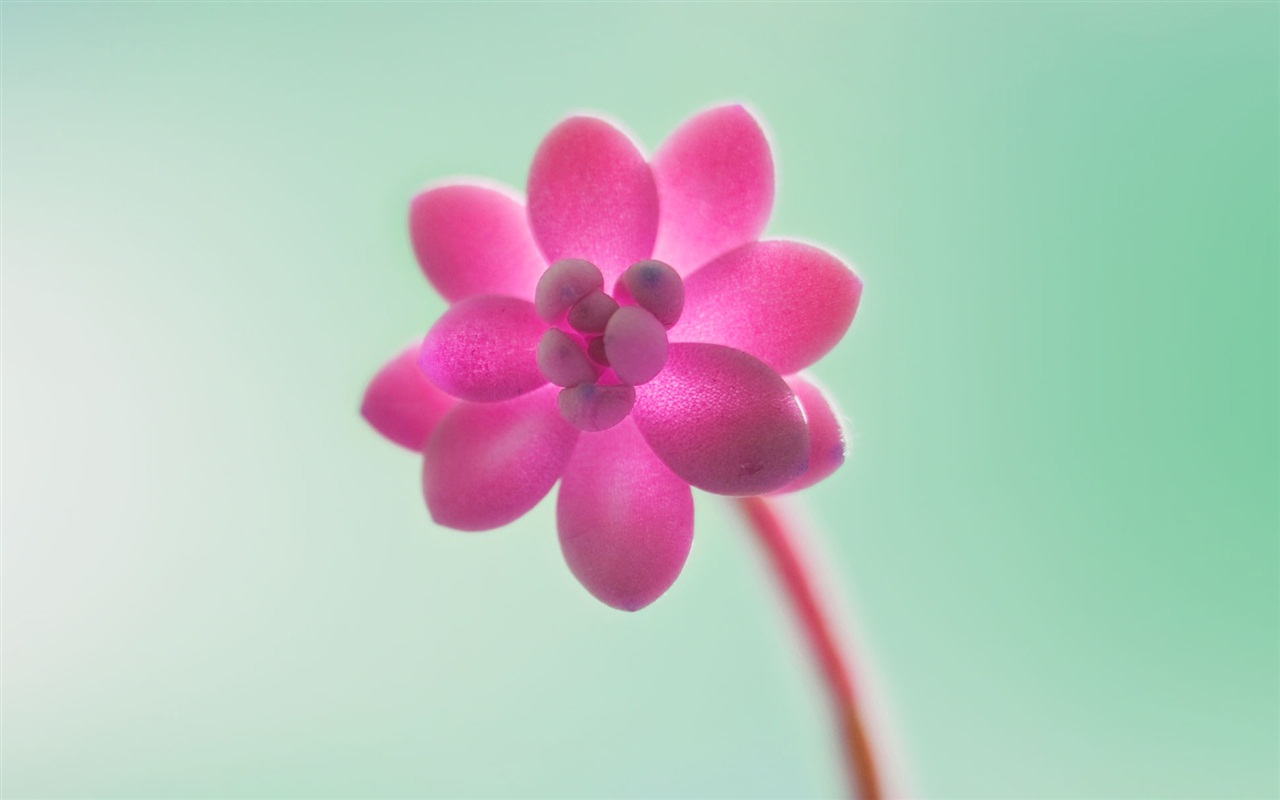 Windows 8 RTM版 官方高清壁紙 #11 - 1280x800