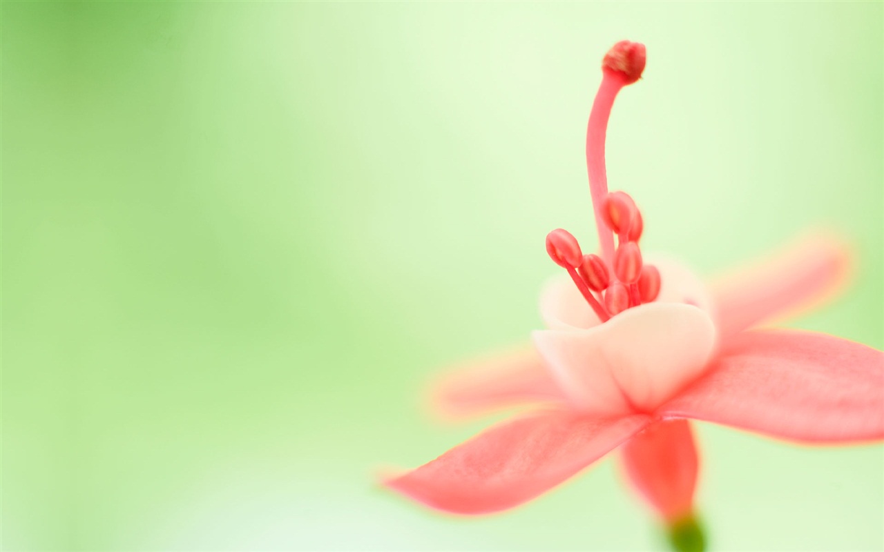 Windows 8 RTM版 官方高清壁紙 #13 - 1280x800