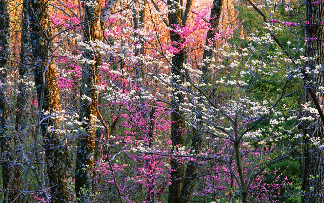 Windows 8 官方全景主题壁纸，海浪，森林，雄伟高山3 - 1280x800