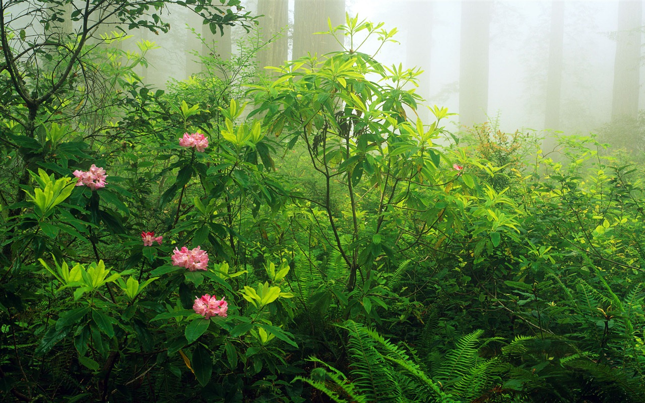 Windows 8 官方全景主题壁纸，海浪，森林，雄伟高山7 - 1280x800