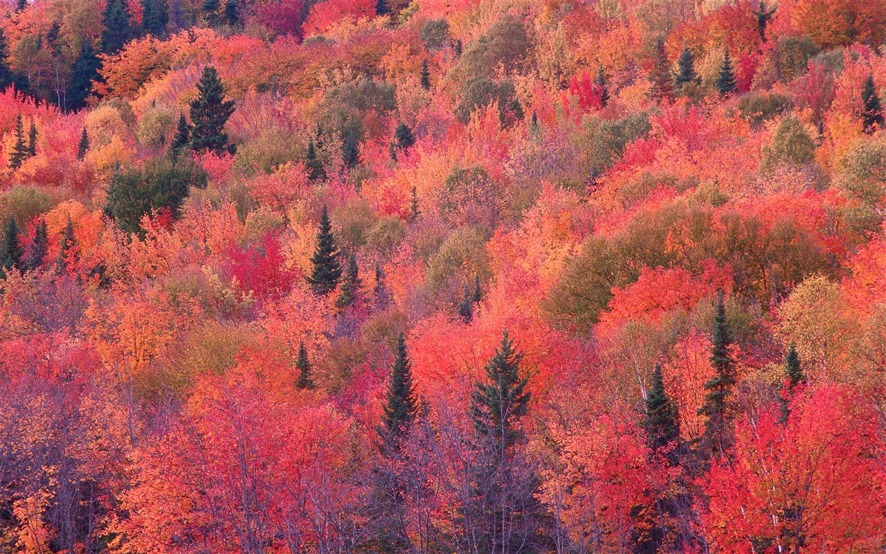 Mac OS X Mountain Lion 蘋果山獅系統隱藏的高清壁紙 #30 - 1280x800