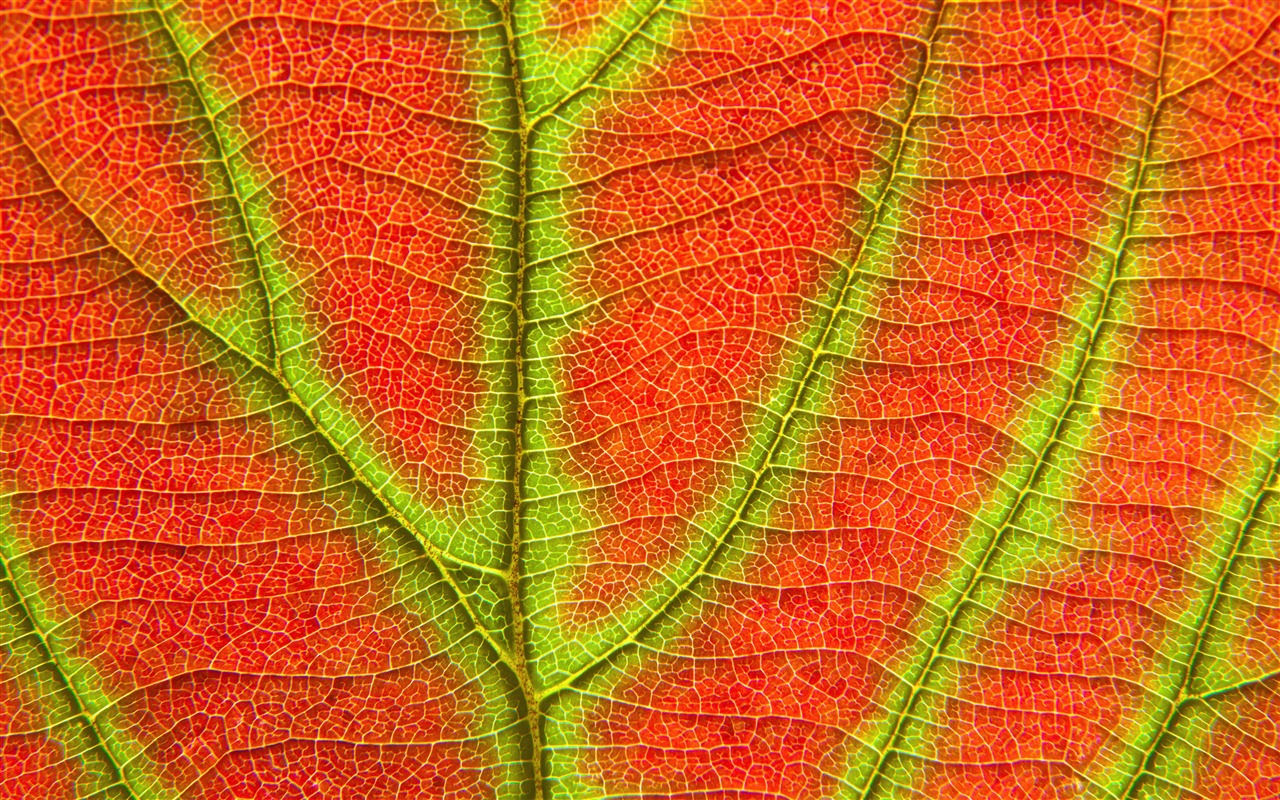Mac OS X Lion Mountain Apple systém skryté HD Tapety na plochu #36 - 1280x800