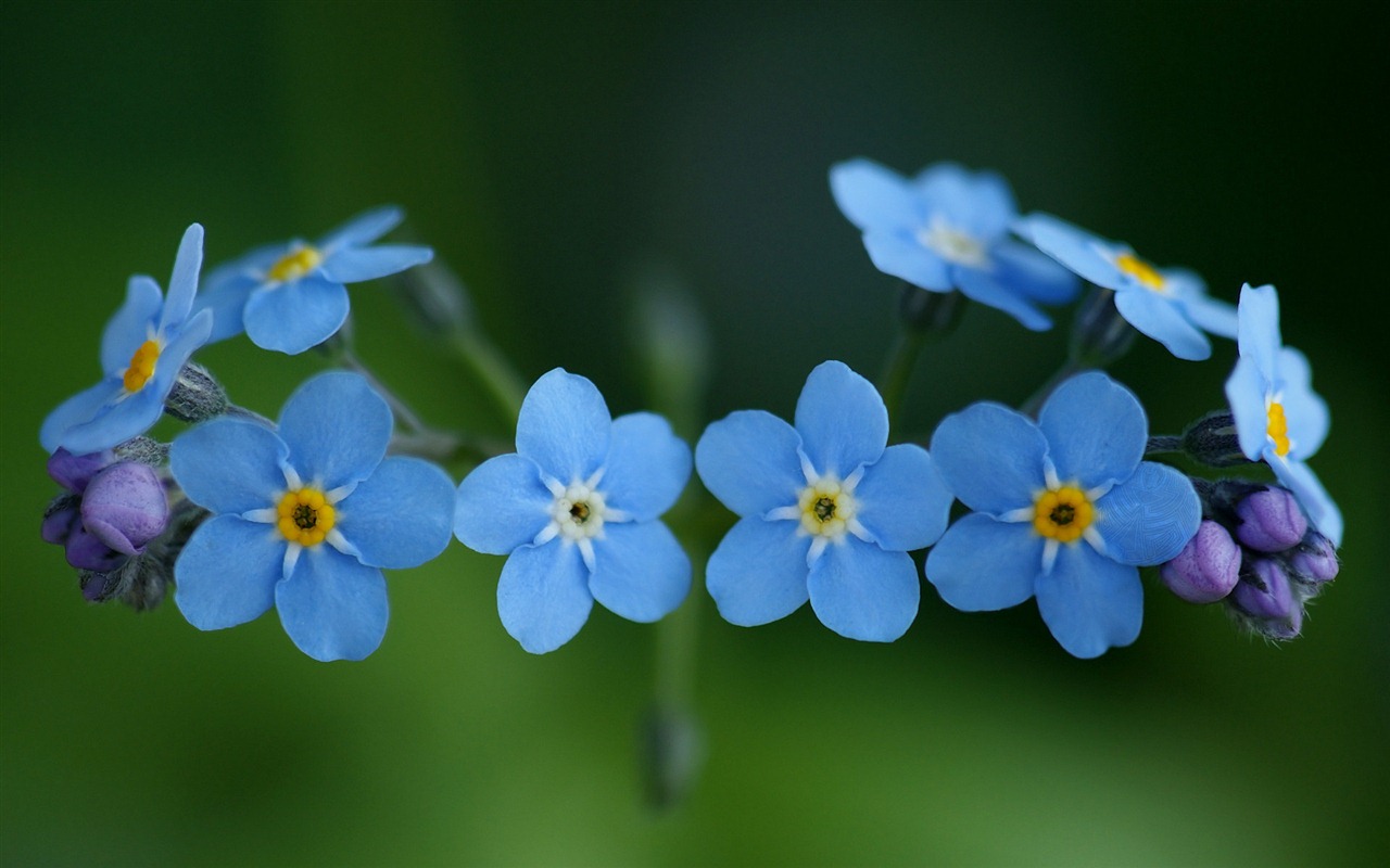 Small and beautiful forget-me-flowers HD wallpaper #1 - 1280x800
