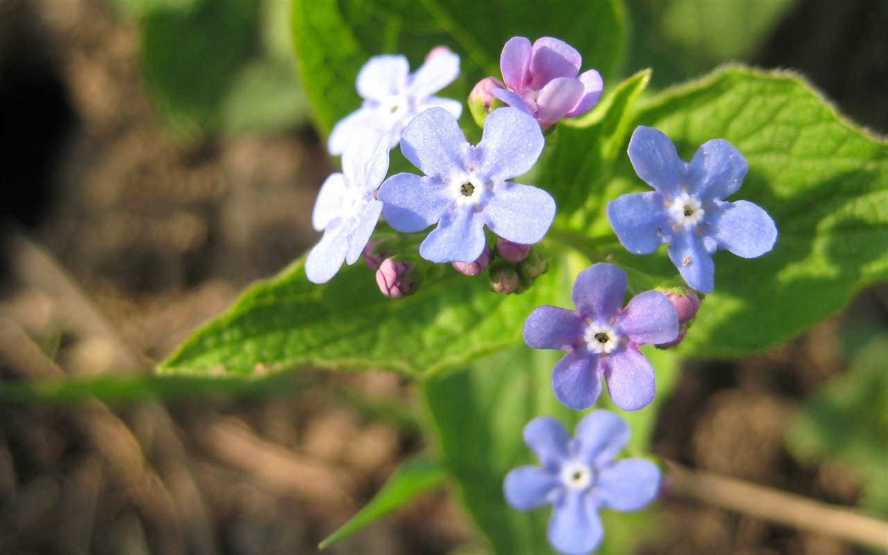 Small and beautiful forget-me-flowers HD wallpaper #2 - 1280x800