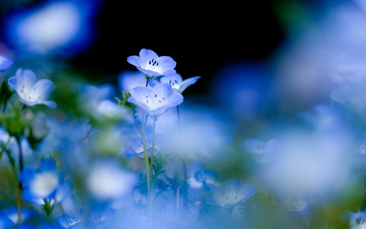 小巧秀丽的勿忘我鲜花 高清壁纸5 - 1280x800