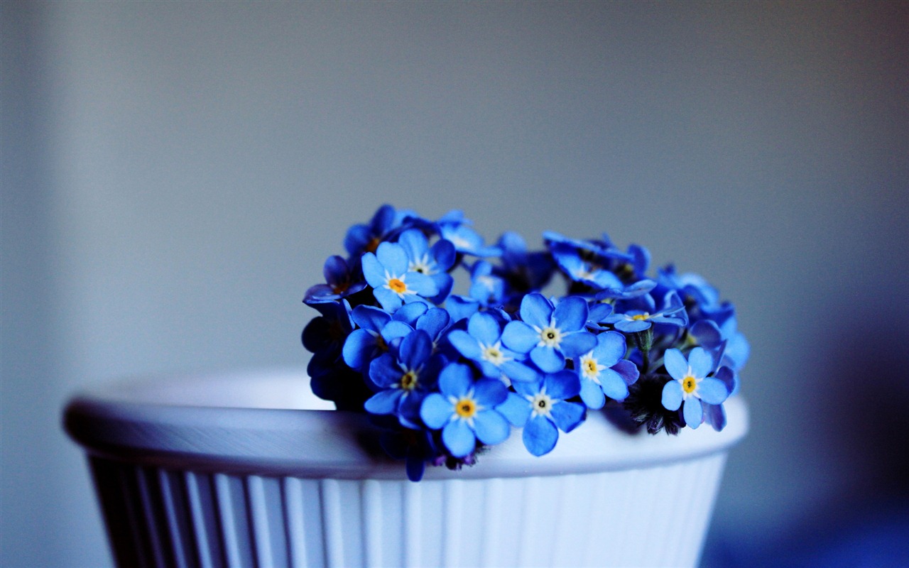 Small and beautiful forget-me-flowers HD wallpaper #6 - 1280x800