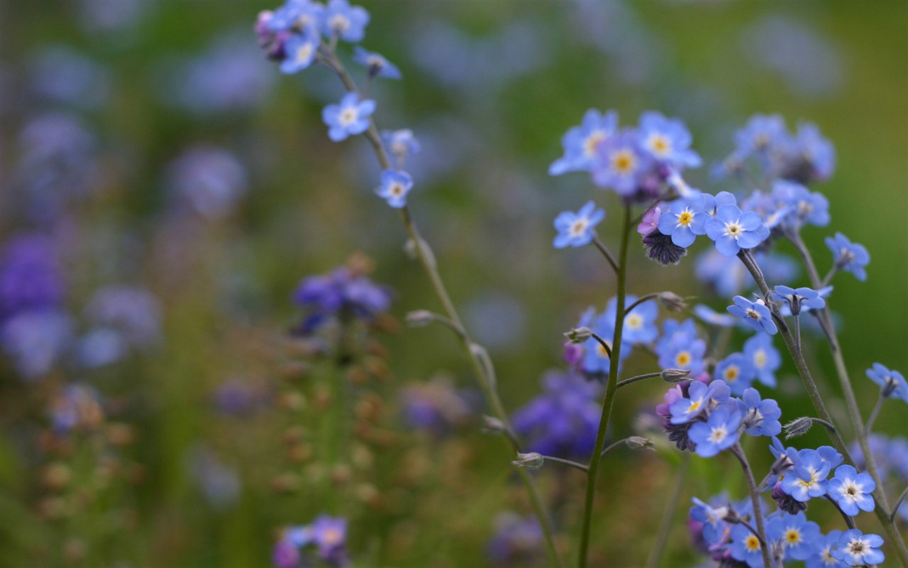 Small and beautiful forget-me-flowers HD wallpaper #7 - 1280x800