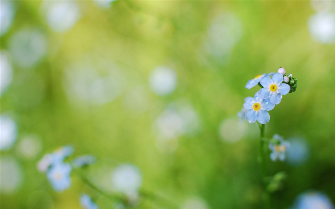 小巧秀丽的勿忘我鲜花 高清壁纸8 - 1280x800