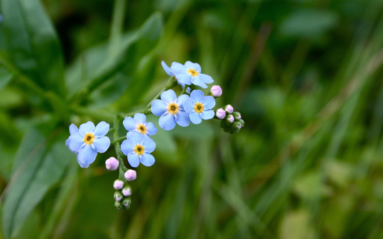 小巧秀丽的勿忘我鲜花 高清壁纸9 - 1280x800