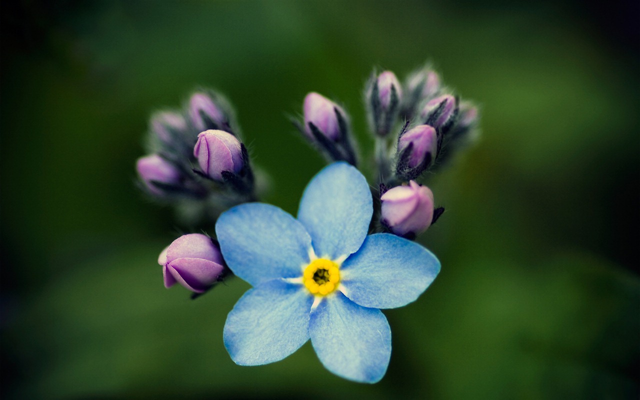 Small and beautiful forget-me-flowers HD wallpaper #10 - 1280x800