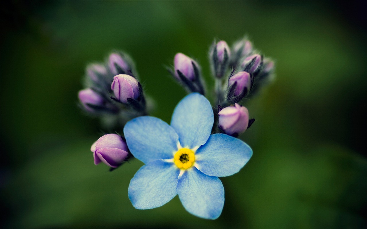 Petit et beau forget-me-fleurs d'écran HD #10 - 1280x800