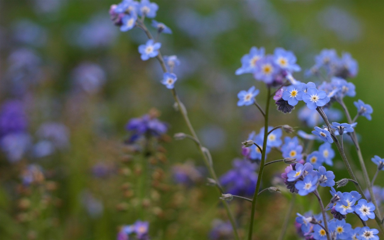 Small and beautiful forget-me-flowers HD wallpaper #11 - 1280x800