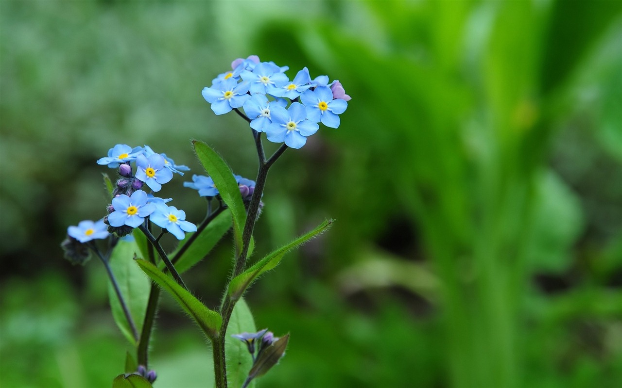 小巧秀丽的勿忘我鲜花 高清壁纸12 - 1280x800