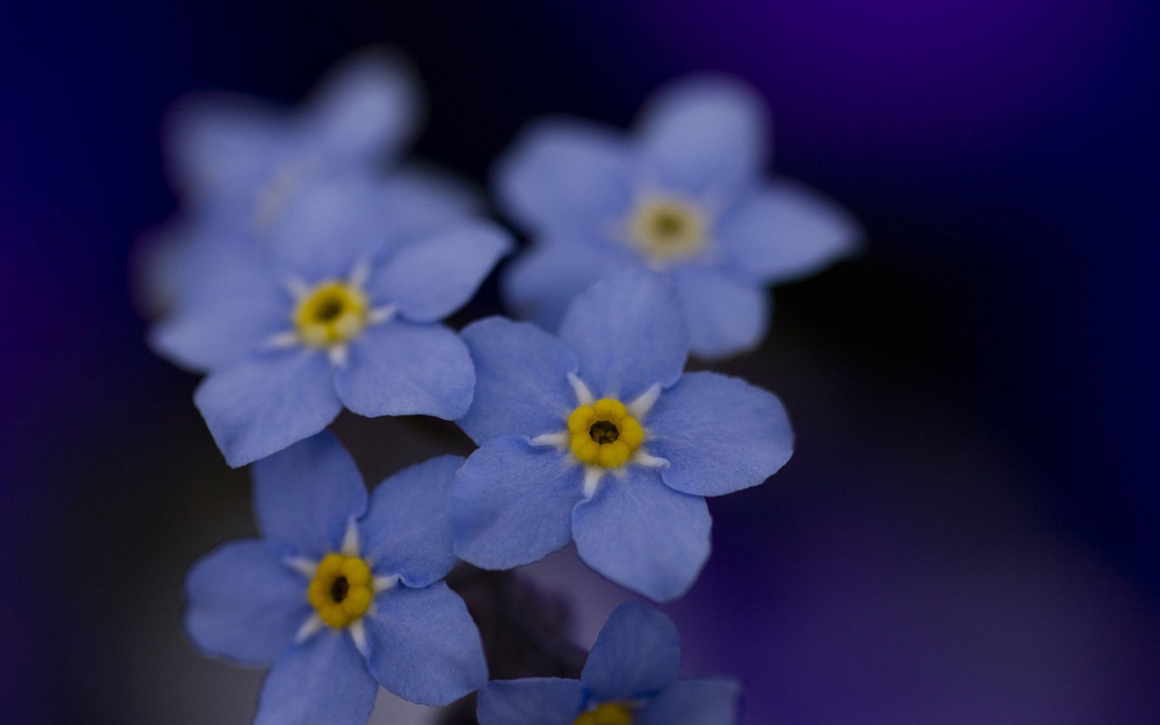 Small and beautiful forget-me-flowers HD wallpaper #14 - 1280x800