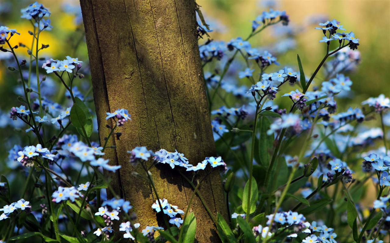 Small and beautiful forget-me-flowers HD wallpaper #15 - 1280x800