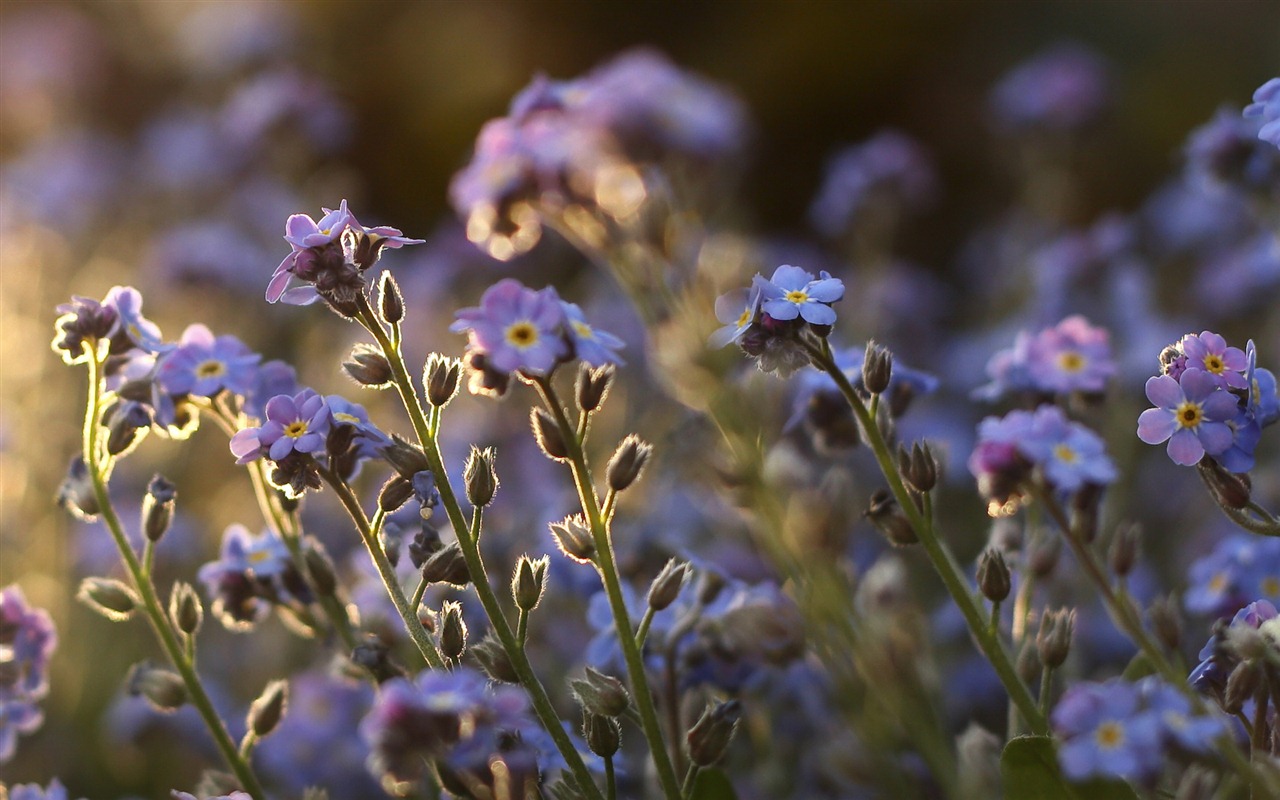 Small and beautiful forget-me-flowers HD wallpaper #16 - 1280x800