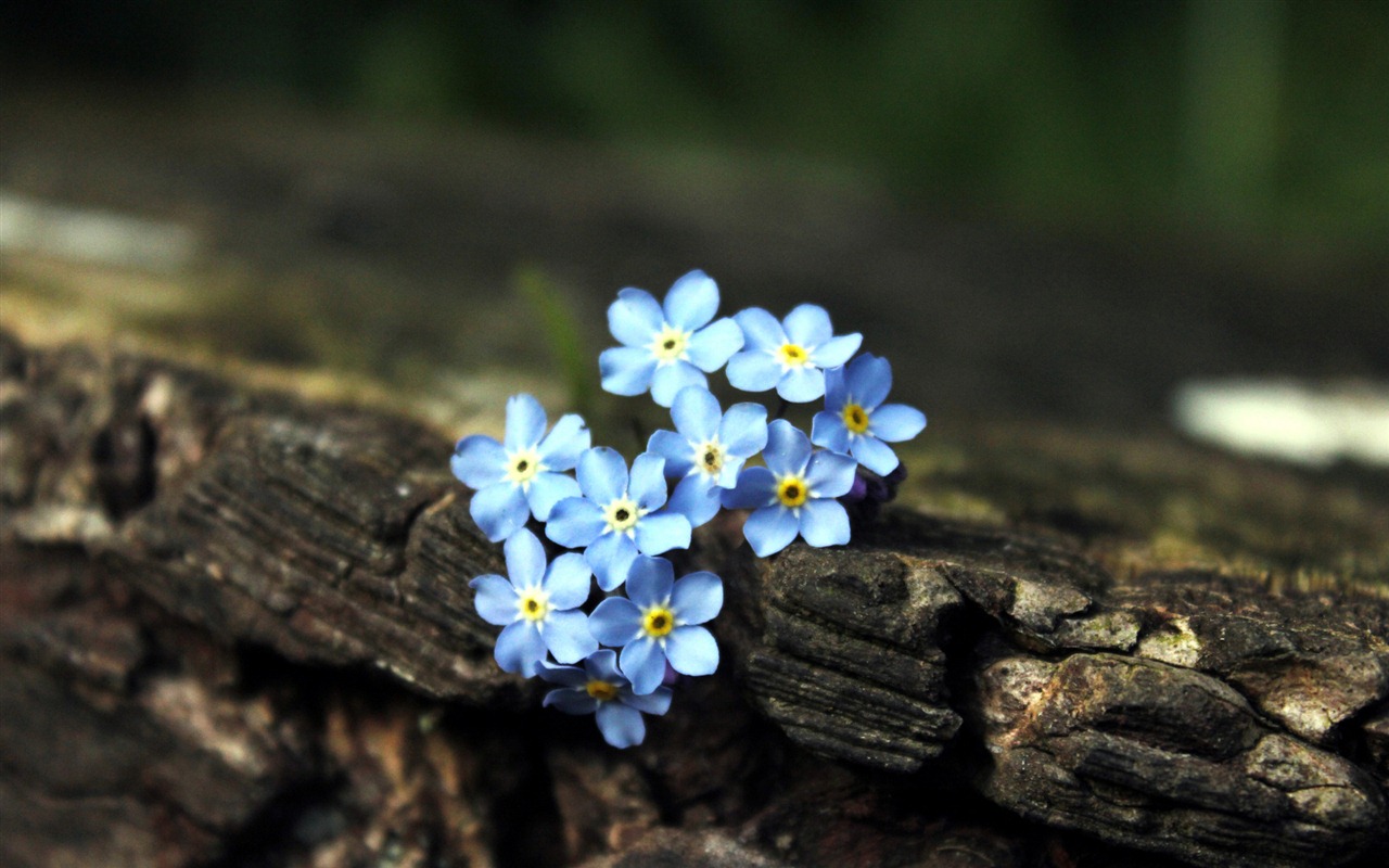 Small and beautiful forget-me-flowers HD wallpaper #18 - 1280x800