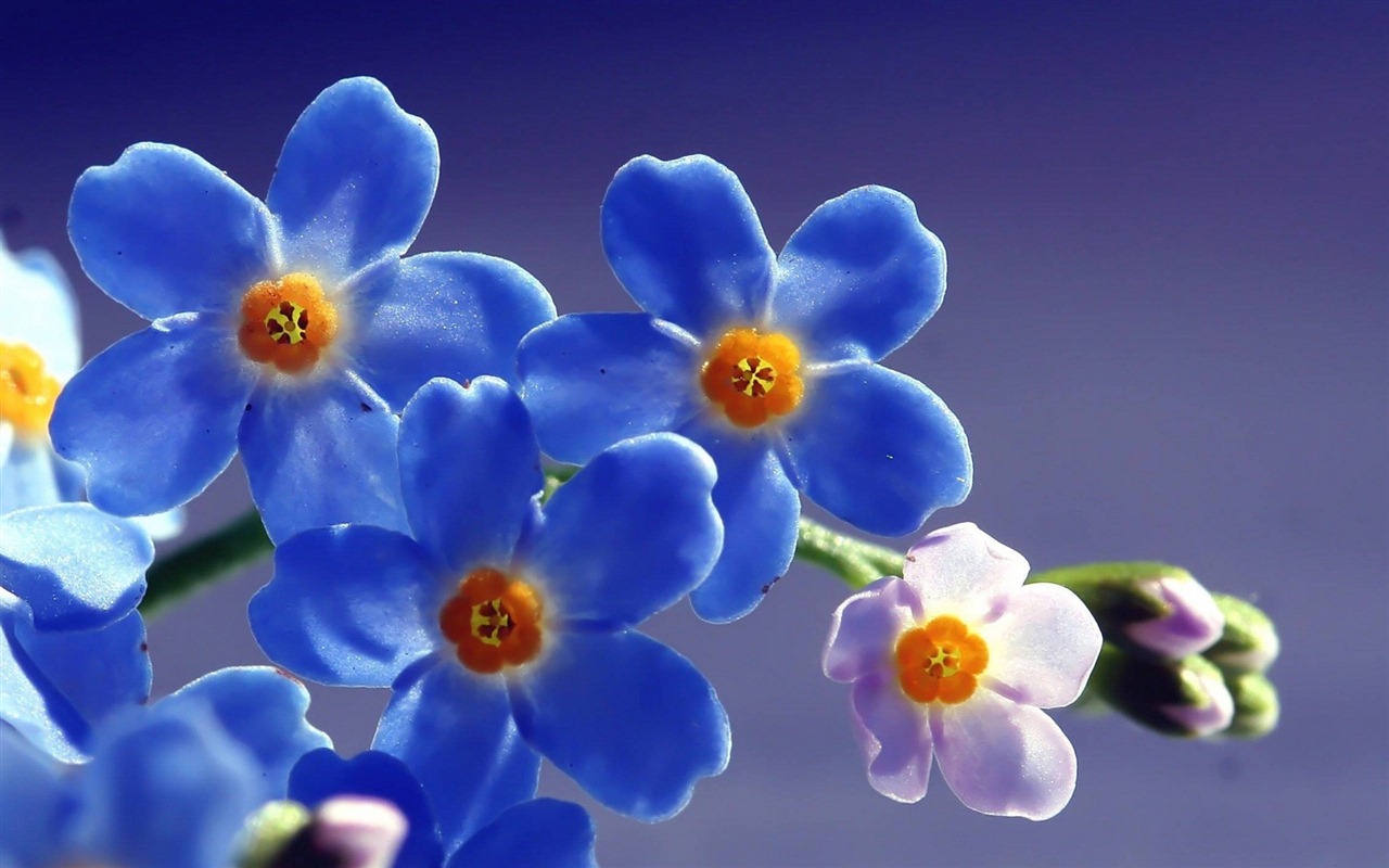 小巧秀麗的勿忘我鮮花 高清壁紙 #19 - 1280x800