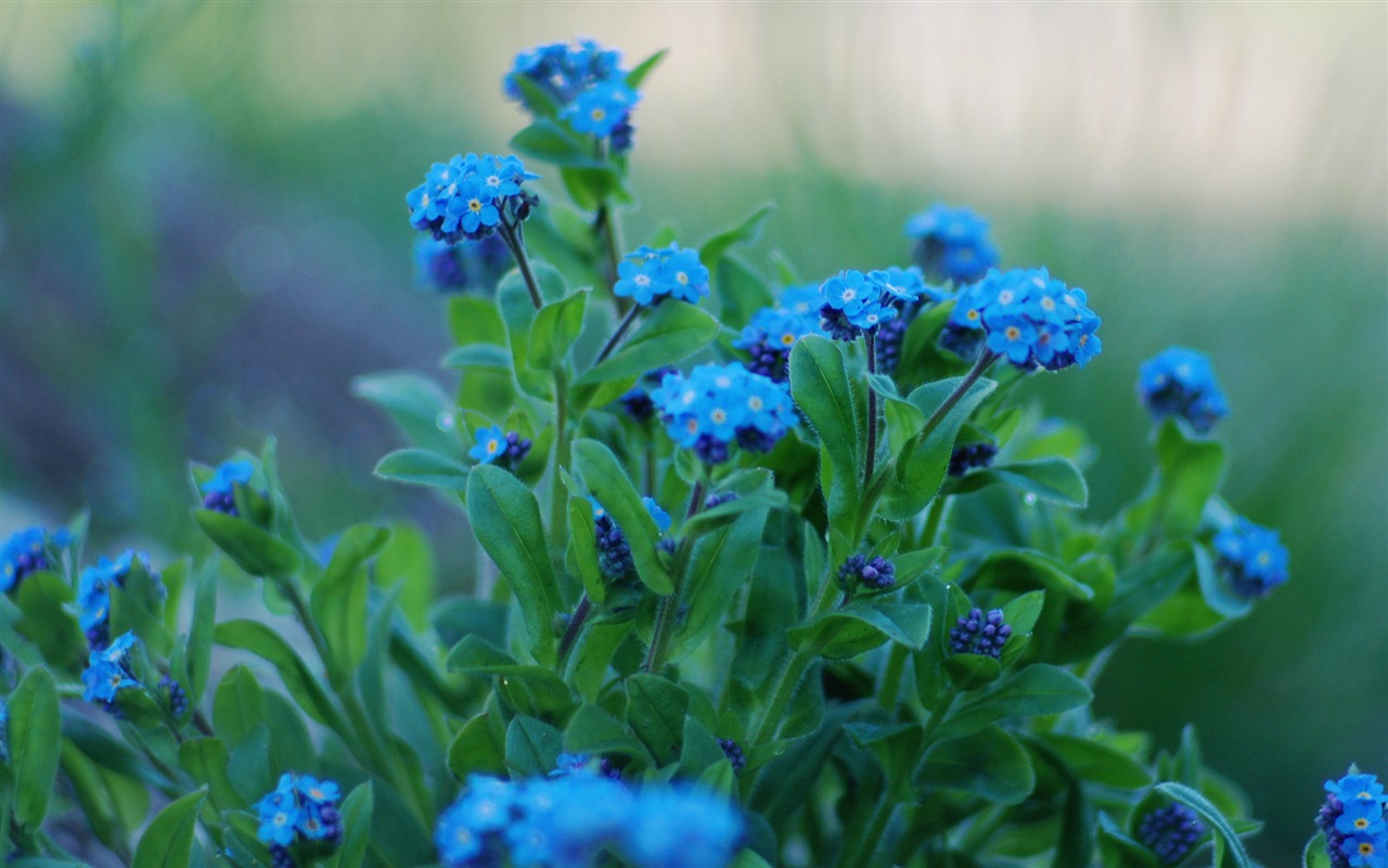 Small and beautiful forget-me-flowers HD wallpaper #20 - 1280x800