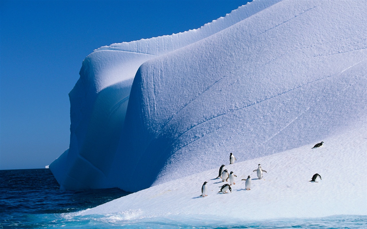 Windows 8 壁纸：南极洲，冰雪风景，南极企鹅1 - 1280x800