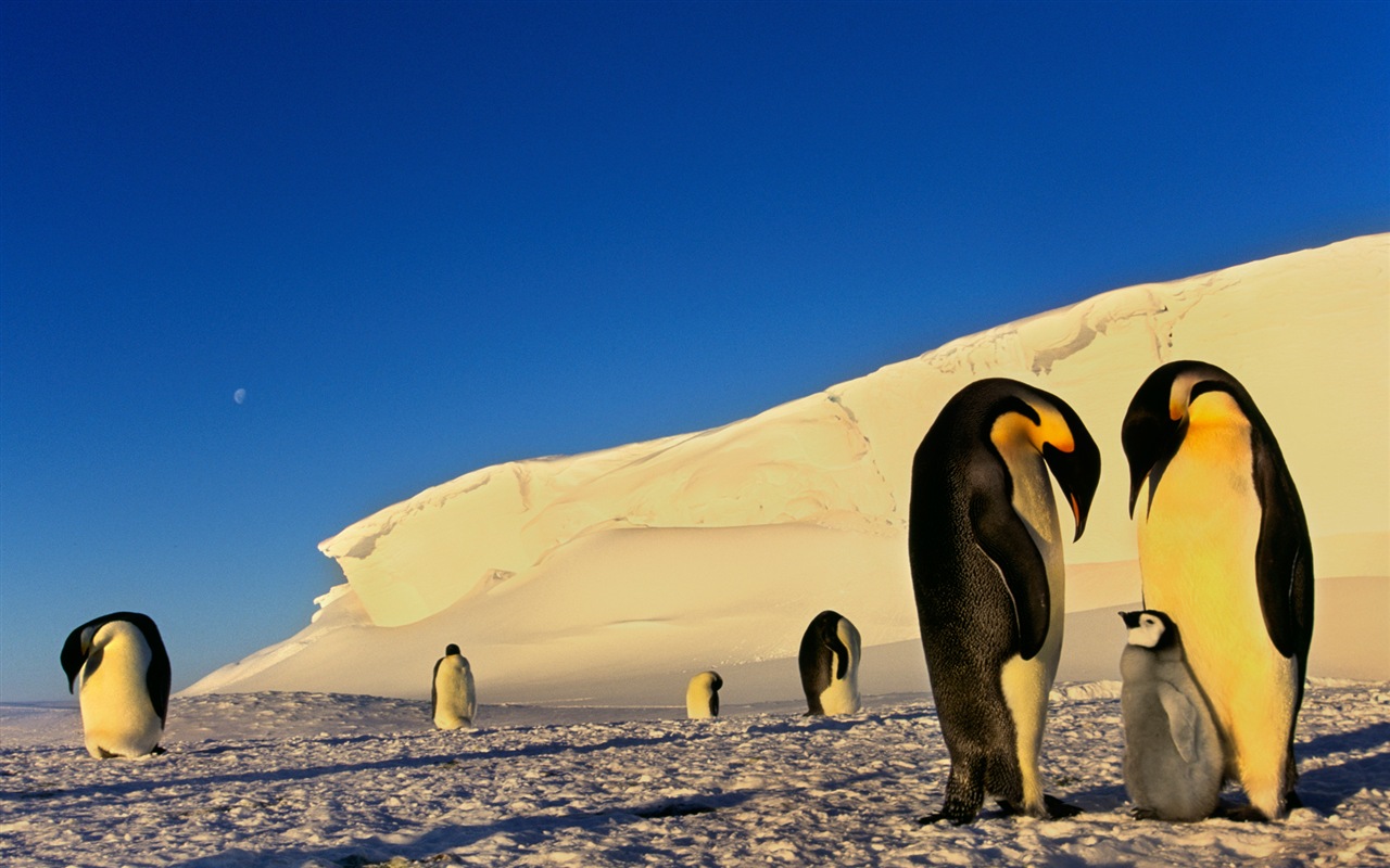 Windows 8 壁纸：南极洲，冰雪风景，南极企鹅3 - 1280x800
