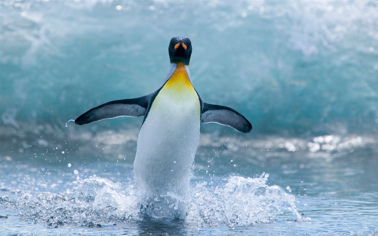 Windows 8 壁紙：南極洲，冰雪風景，南極企鵝 #6 - 1280x800