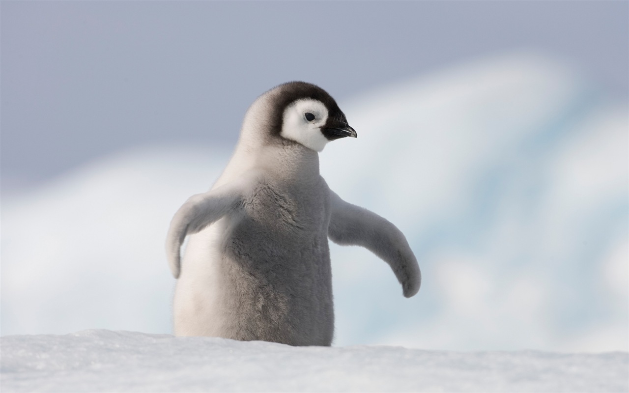 Windows 8 壁紙：南極洲，冰雪風景，南極企鵝 #8 - 1280x800