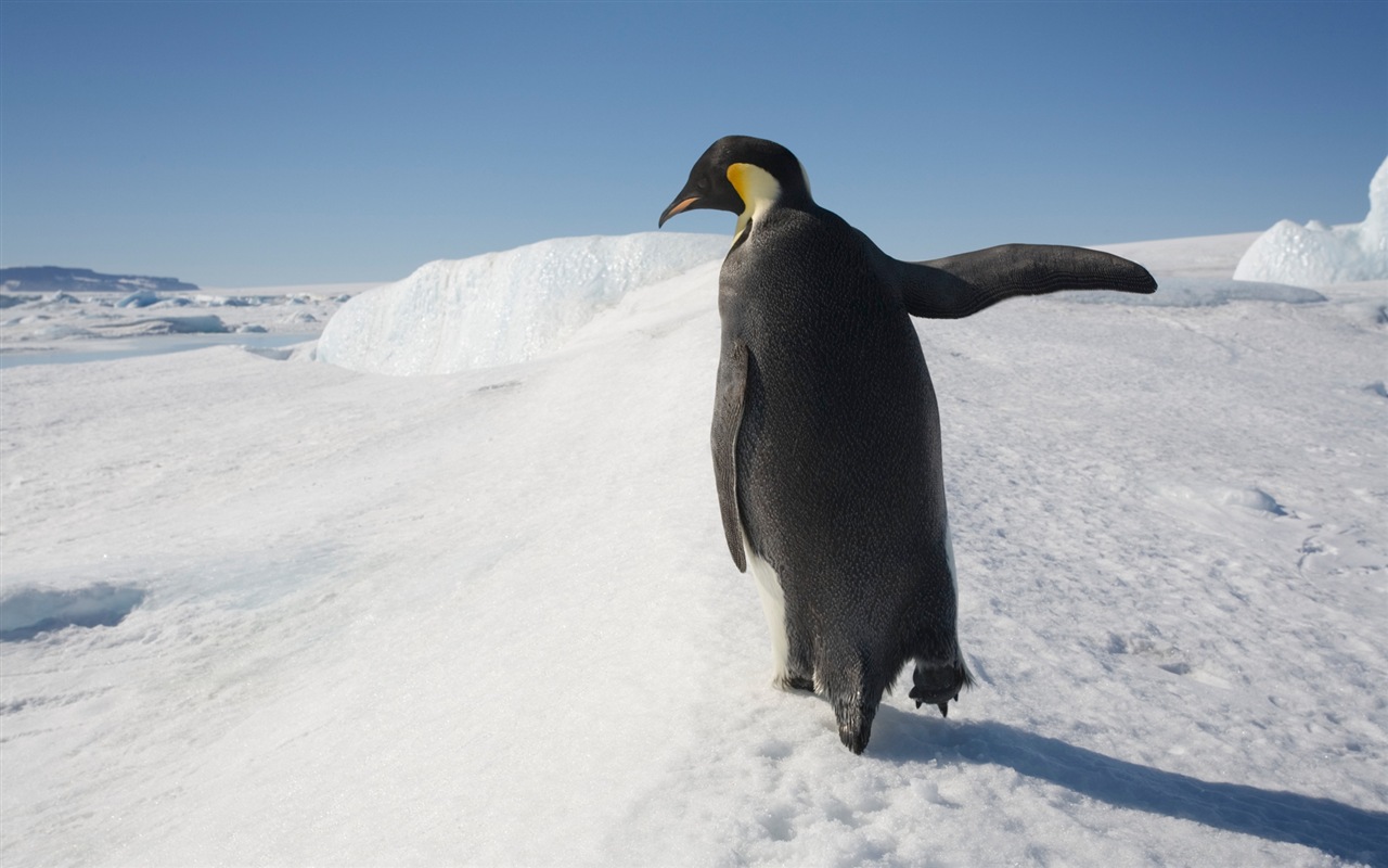 Windows 8 壁纸：南极洲，冰雪风景，南极企鹅10 - 1280x800