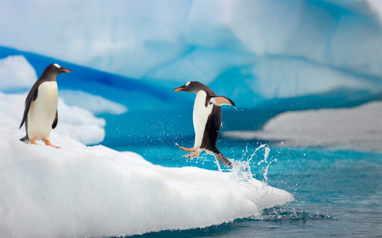 Windows 8 壁纸：南极洲，冰雪风景，南极企鹅12 - 1280x800
