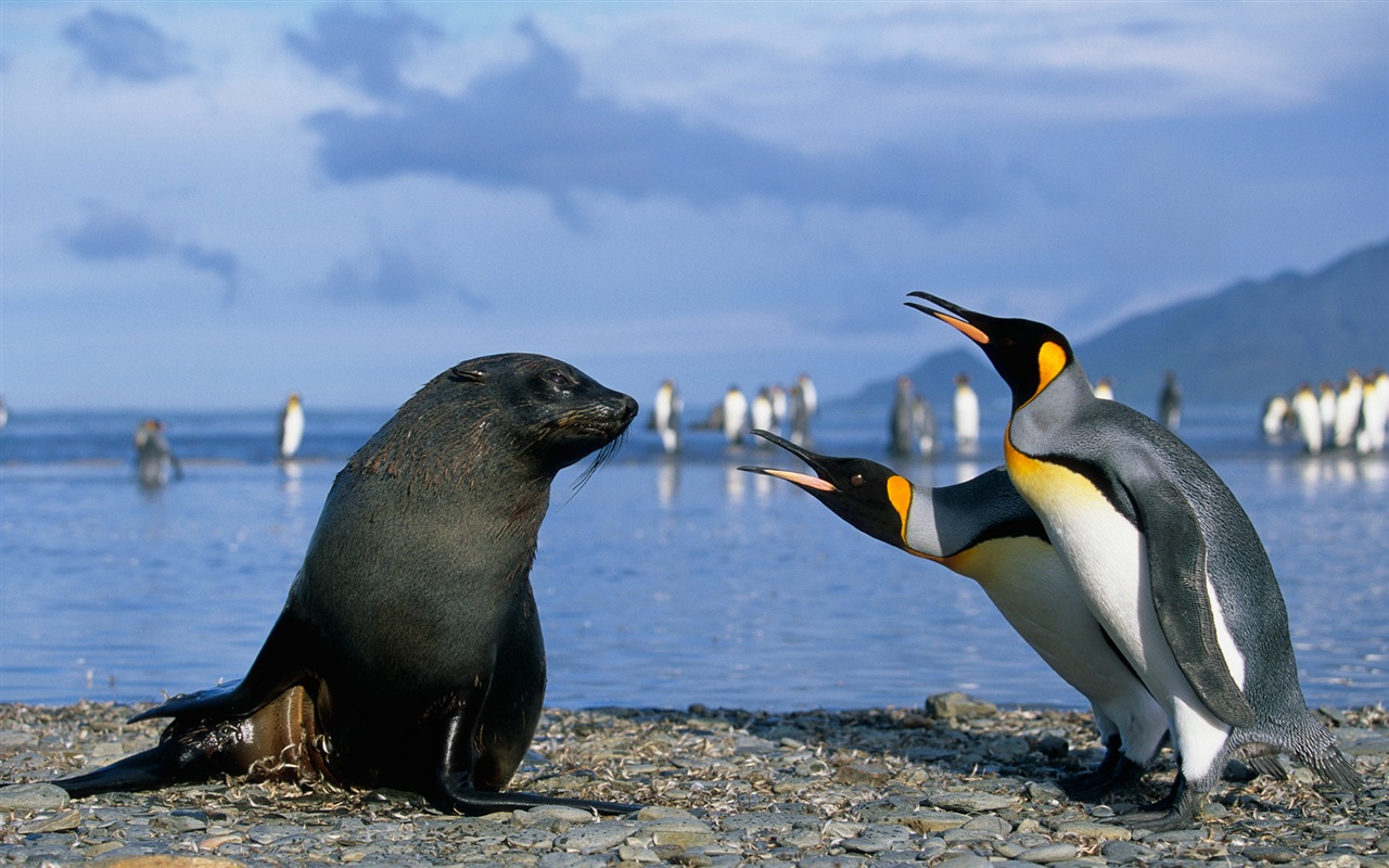 Windows 8 壁紙：南極洲，冰雪風景，南極企鵝 #14 - 1280x800