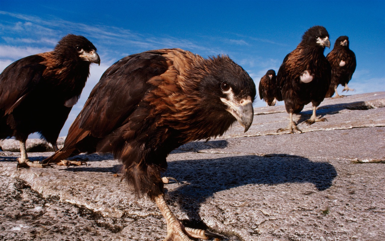 Windows 8 Wallpapers: Antarctic, Snow scenery, Antarctic penguins #15 - 1280x800