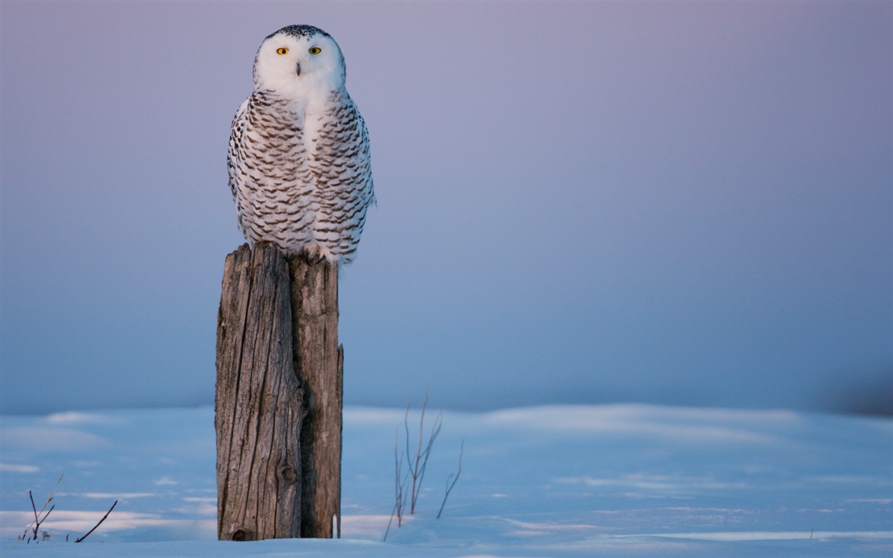 Windowsの8壁紙：北極、自然生態系の風景、北極の動物たち #2 - 1280x800