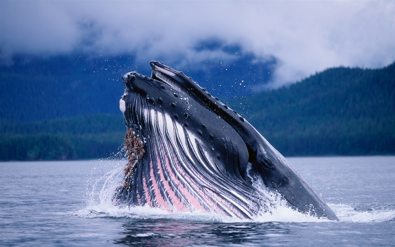 Windowsの8壁紙：北極、自然生態系の風景、北極の動物たち #4 - 1280x800