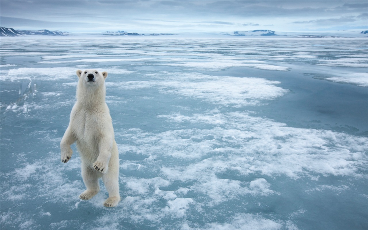 Windows 8 Wallpapers: Arctic, the nature ecological landscape, arctic animals #6 - 1280x800