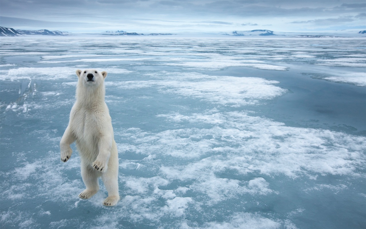 Windows 8 na plochu: Arctic, příroda ekologické krajiny, polární zvířata #6 - 1280x800
