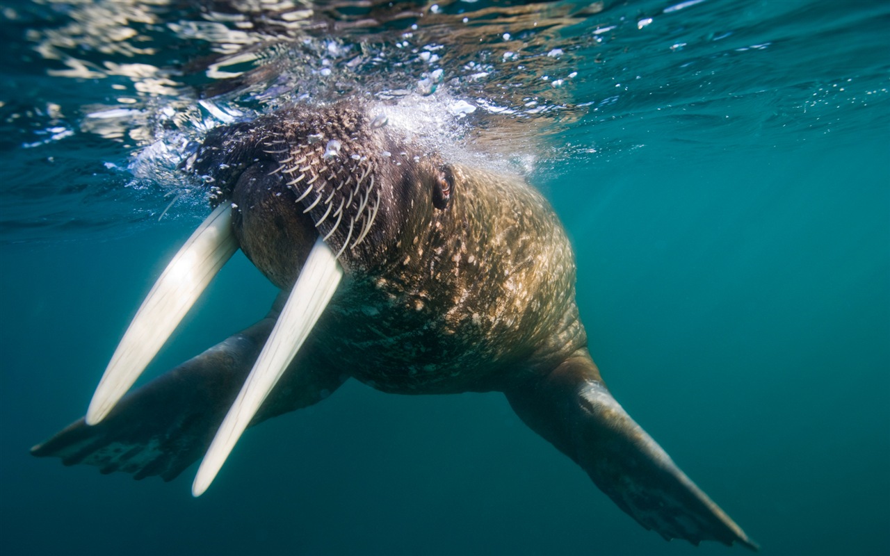 Fonds d'écran Windows 8: l'Arctique, le paysage de nature écologique, animaux arctiques #8 - 1280x800