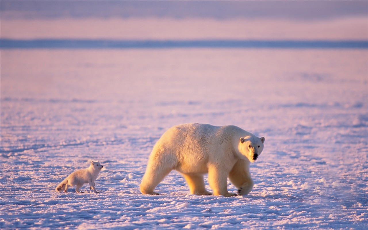 Windowsの8壁紙：北極、自然生態系の風景、北極の動物たち #10 - 1280x800