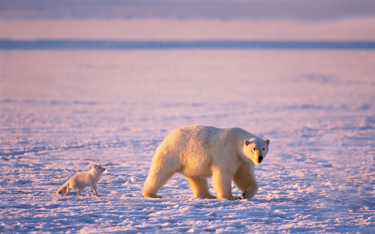 Windows 8 na plochu: Arctic, příroda ekologické krajiny, polární zvířata #10 - 1280x800